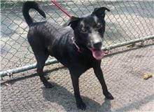 【待認養】混種犬 狗 (男生) - 臺北市動物之家