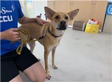 【待認養】混種犬 狗 (男生) - 臺北市動物之家