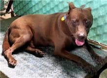 【待認養】台灣犬 狗 (男生) - 基隆市寵物銀行