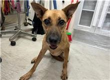 【待認養】混種犬 狗 (女生) - 臺北市動物之家