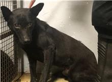 【待認養】混種犬 狗 (男生) - 臺北市動物之家