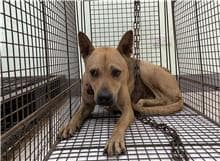 【待認養】混種犬 狗 (男生) - 金門縣動物收容中心