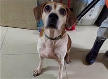 【待認養】混種犬 狗 (男生) - 臺北市動物之家