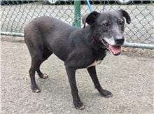 【待認養】混種犬 狗 (男生) - 臺北市動物之家