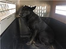 【待認養】混種犬 狗 (女生) - 新北市五股區公立動物之家