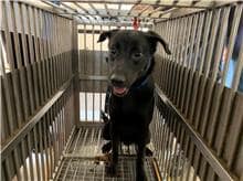 【待認養】混種犬 狗 (男生) - 桃園市動物保護教育園區