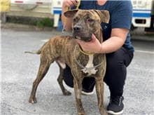 【待認養】混種犬 狗 (男生) - 臺北市動物之家