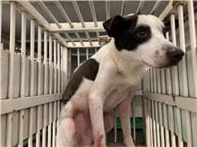 【待認養】混種犬 狗 (男生) - 桃園市動物保護教育園區