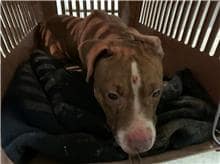 【待認養】比特犬 狗 (男生) - 桃園市動物保護教育園區