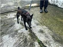 【待認養】混種犬 狗 (女生) - 新北市五股區公立動物之家