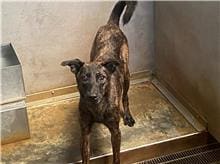 【待認養】混種犬 狗 (男生) - 新北市五股區公立動物之家