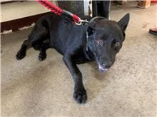 【待認養】混種犬 狗 (女生) - 桃園市動物保護教育園區