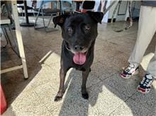 【待認養】混種犬 狗 (男生) - 桃園市動物保護教育園區