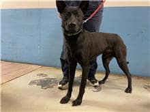 【待認養】混種犬 狗 (男生) - 臺北市動物之家