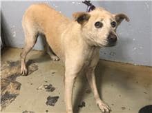 【待認養】混種犬 狗 (女生) - 臺北市動物之家