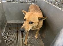 【待認養】混種犬 狗 (女生) - 桃園市動物保護教育園區