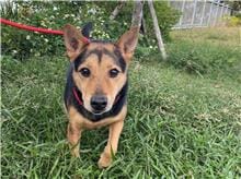 【待認養】混種犬 狗 (男生) - 新竹市動物保護教育園區