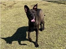 【待認養】混種犬 狗 (女生) - 新竹市動物保護教育園區