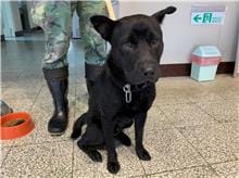 【待認養】混種犬 狗 (男生) - 桃園市動物保護教育園區