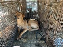 【待認養】混種犬 狗 (男生) - 澎湖縣流浪動物收容中心