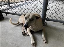 【待認養】混種犬 狗 (女生) - 新竹市動物保護教育園區