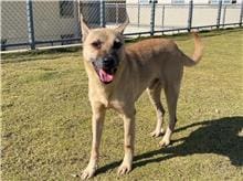【待認養】混種犬 狗 (男生) - 新竹市動物保護教育園區