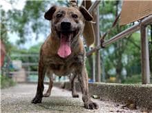 【待認養】混種犬 狗 (男生) - 臺北市動物之家