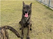 【待認養】混種犬 狗 (男生) - 新竹市動物保護教育園區