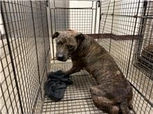 【待認養】比特犬 狗 (女生) - 桃園市動物保護教育園區