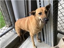 【待認養】混種犬 狗 (女生) - 新竹市動物保護教育園區