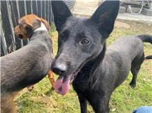 【待認養】混種犬 狗 (女生) - 新竹市動物保護教育園區