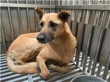 【待認養】混種犬 狗 (女生) - 新北市五股區公立動物之家