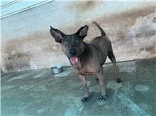 【待認養】混種犬 狗 (男生) - 屏東縣公立犬貓中途之家