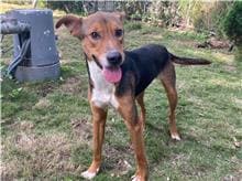 【待認養】混種犬 狗 (男生) - 新竹市動物保護教育園區