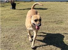 【待認養】混種犬 狗 (女生) - 新竹市動物保護教育園區