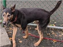 【待認養】混種犬 狗 (女生) - 臺北市動物之家