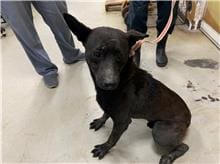 【待認養】混種犬 狗 (男生) - 臺北市動物之家