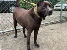 【待認養】混種犬 狗 (男生) - 臺北市動物之家