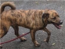 【待認養】混種犬 狗 (男生) - 臺北市動物之家