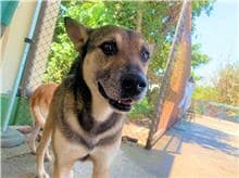 【待認養】混種犬 狗 (男生) - 屏東縣公立犬貓中途之家