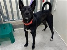 【待認養】混種犬 狗 (男生) - 臺北市動物之家