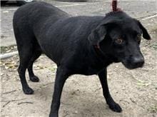 【待認養】混種犬 狗 (女生) - 臺北市動物之家