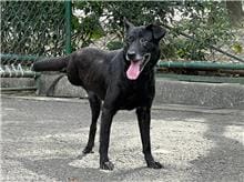 【待認養】混種犬 狗 (女生) - 臺北市動物之家