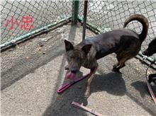 【待認養】混種犬 狗 (男生) - 臺北市動物之家