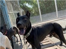 【待認養】混種犬 狗 (男生) - 屏東縣公立犬貓中途之家