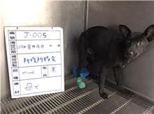 【待認養】混種犬 狗 (女生) - 雲林縣流浪動物收容所