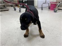 【待認養】混種犬 狗 (女生) - 新竹市動物保護教育園區