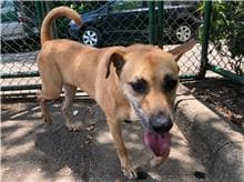 【待認養】混種犬 狗 (女生) - 臺北市動物之家