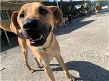 【待認養】混種犬 狗 (男生) - 屏東縣公立犬貓中途之家