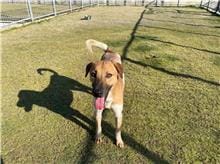 【待認養】混種犬 狗 (男生) - 新竹市動物保護教育園區